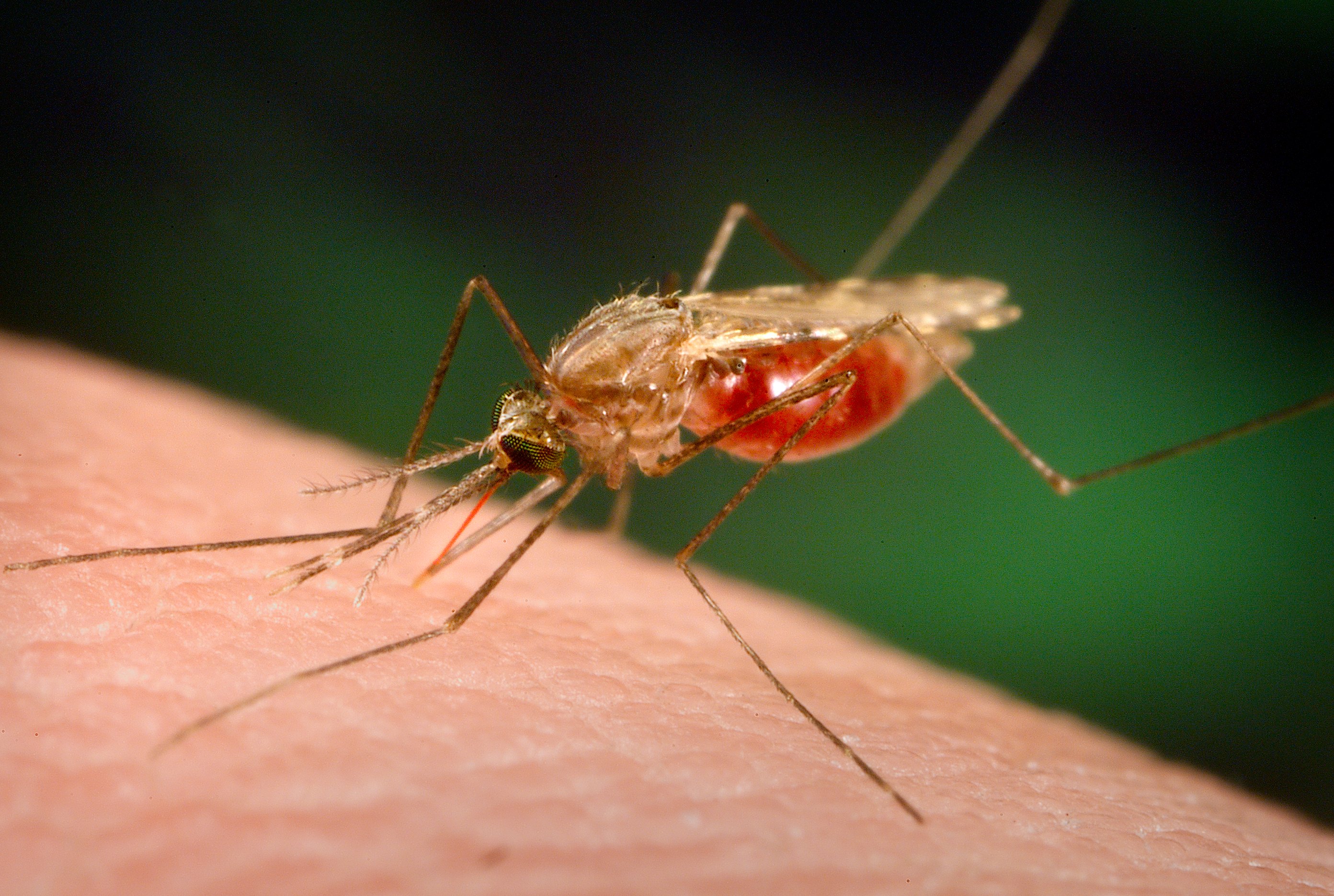 Images For Malaria