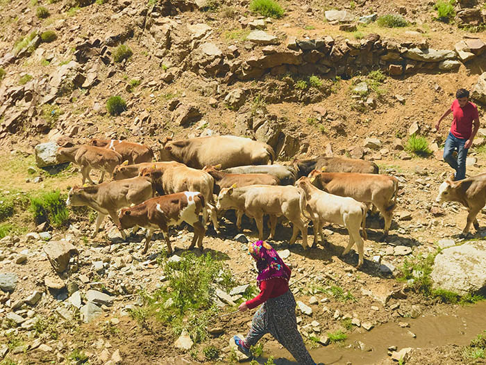 The family guides the cattle to the pasture. (Credit: Mezopotamya Agency)